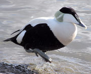 The Eider Duck is the Northumberland county bird, sacred to Northumberland's patron saint, St. Cuthbert